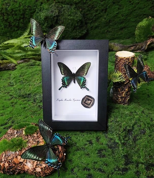 Истински рядък екземпляр, рамка за снимка, колекция бижута във формата на насекоми и пеперуди, витрина, украсата на дома на масата, боядисани стени, подарък
